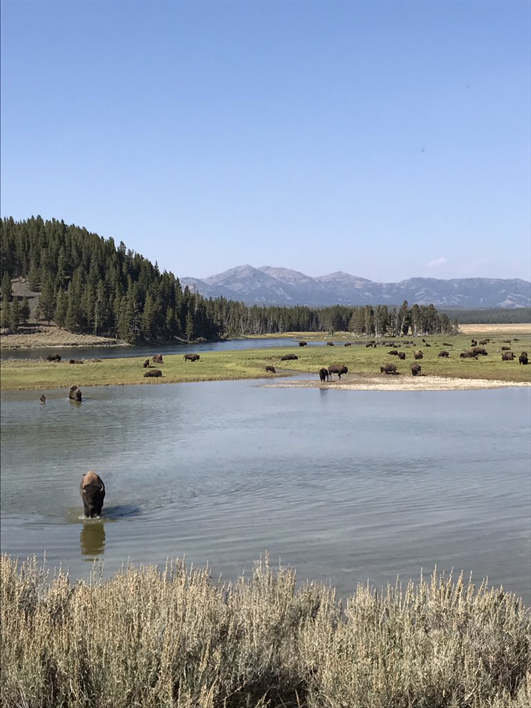 kaseykahne's tweet photo. Wish I had a great camera. This is unreal what I have seen so far today. #YellowstoneNationalPark https://t.co/K3ypnyN03f