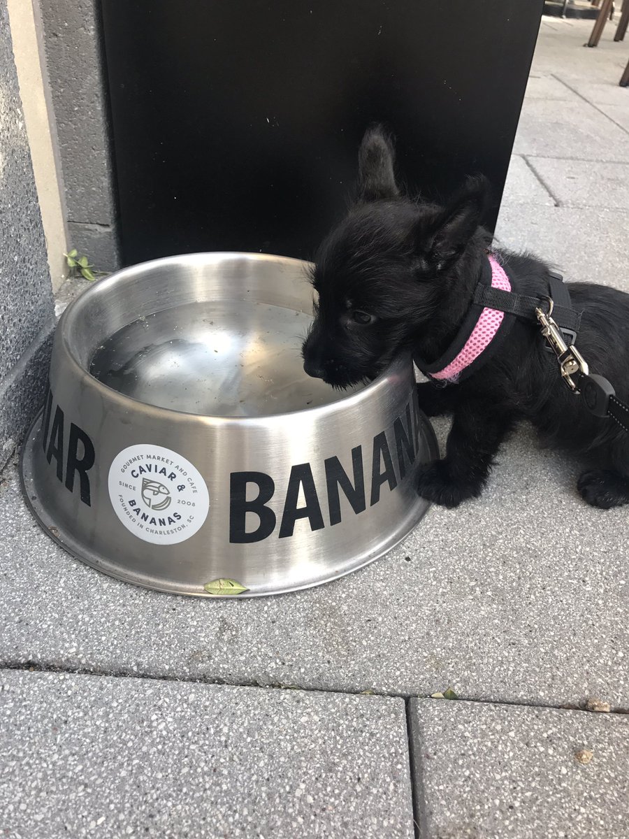 chelsiewalker's tweet photo. The perfect water break spot for Dolly. Thanks @caviarandbanana!! #discoveraertson https://t.co/PXpIL1Rp3V