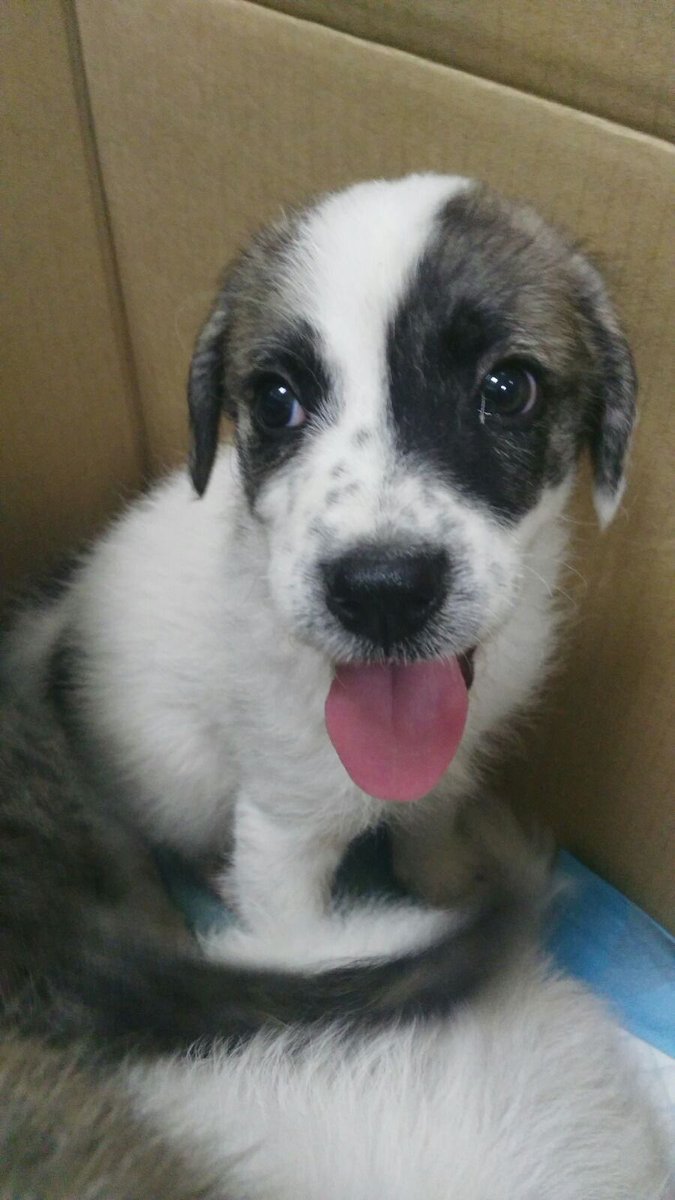 Necesitan adopción!!! Tienen 2 meses, son hembras, mix de mastín. Adopta! 677764666