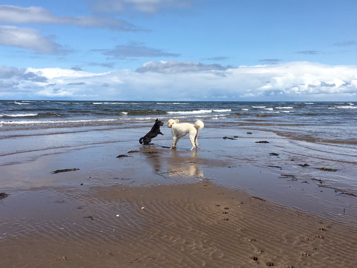 MrBaileyCat's tweet photo. Bennett's last beach day of the year before she flies back to Toronto tonight 🐾 #MissBennett #Beach #Dog #Vacation https://t.co/17oBeQA5oB