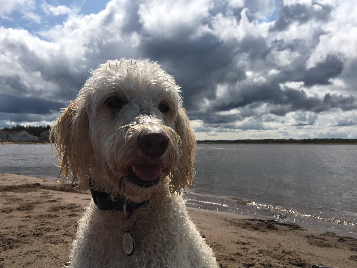MrBaileyCat's tweet photo. Bennett's last beach day of the year before she flies back to Toronto tonight 🐾 #MissBennett #Beach #Dog #Vacation https://t.co/17oBeQA5oB
