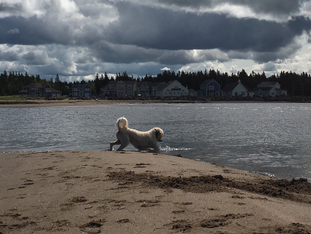MrBaileyCat's tweet photo. Bennett's last beach day of the year before she flies back to Toronto tonight 🐾 #MissBennett #Beach #Dog #Vacation https://t.co/17oBeQA5oB