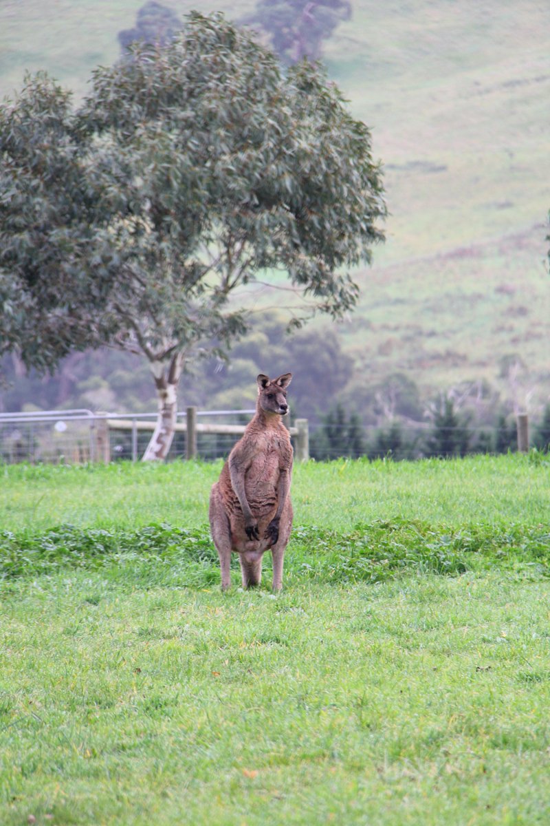 Nazaaray's tweet photo. Some days our visitors come from the wilderness #nazaaray #morningtonpeninsula #lovethepen https://t.co/eyIuedUlgu