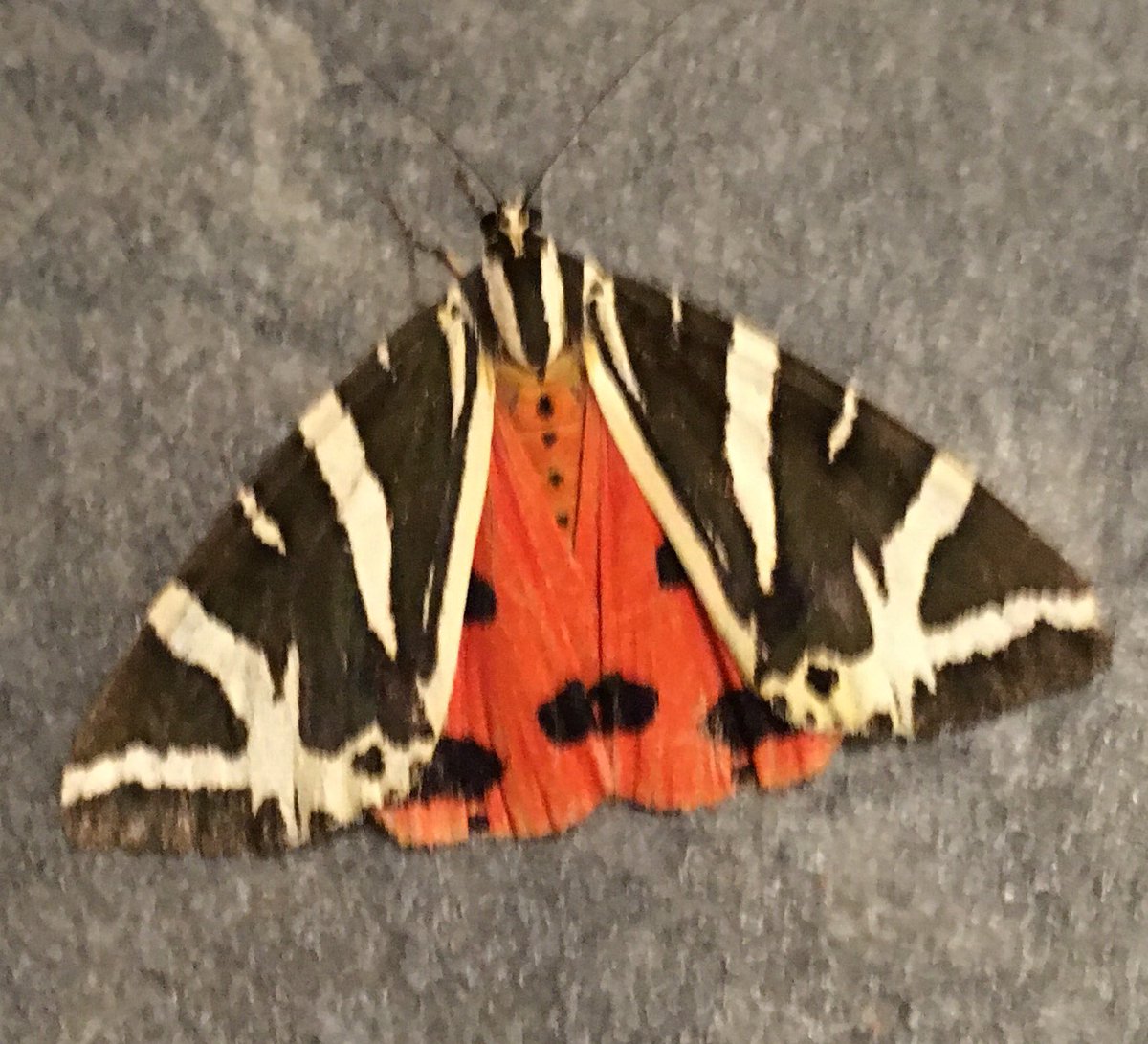 GalwayMr's tweet photo. Late night bathroom visitor https://t.co/B7xRy0TJGU