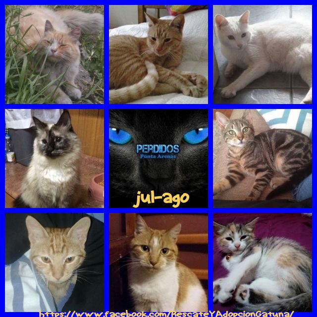 #PuntaArenas #puq GATITOS EXTRAVIADOS 😟info #FB facebook.com/RescateYAdopci… RT <a href="/picadaspuq/">Datos Puq</a> <a href="/Animalperdidocl/">Mascotas Perdidas</a> <a href="/MascotasCl/">buscando mascotas</a> @DGatunaPerruna