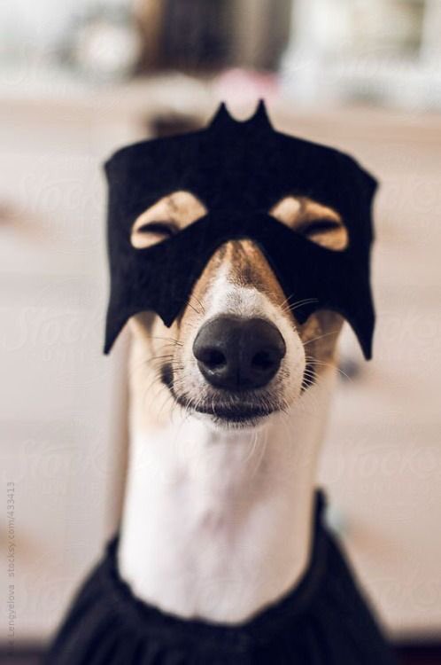 barkleyandwagz's tweet photo. Waiting for Halloween like 👻 https://t.co/mc2TZMJty4 #okayimready #areuready #halloween #okayletsdothis #doggo #dogcostume #epic #batdog https://t.co/eSAXMNbmWk