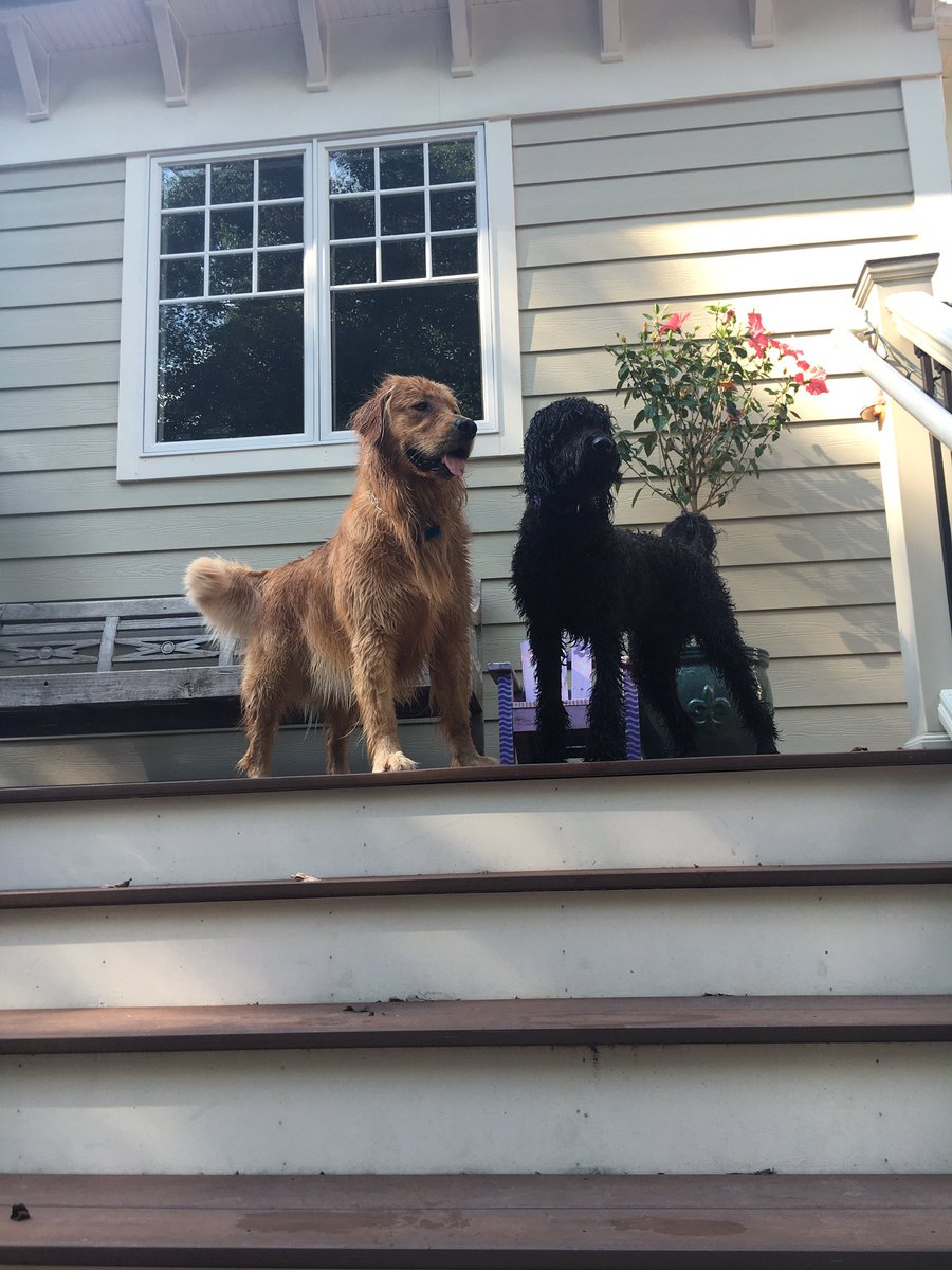 hannah2kase's tweet photo. Happy birthday 🐐 @Matt_Howat hope it was a great one! So happy our dogs are soulmates :)) https://t.co/i5UAl4MFAs