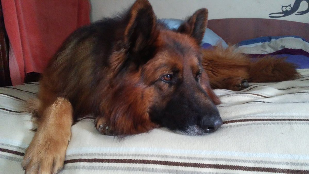 labicindad's tweet photo. Pastor Alemán perdido. Encontrado en cerro Manquehue,Vitacura! Rt.gracias <3 https://t.co/Jaij5dLL2k
