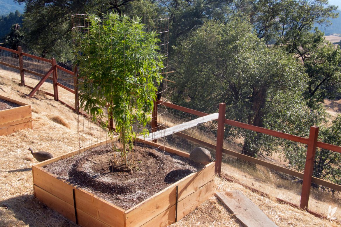 ICfarmers's tweet photo. "All cannabis farmers may be growers, but not all cannabis growers are necessarily farmers." https://t.co/J7GR8o3cul https://t.co/kqXctwddw3