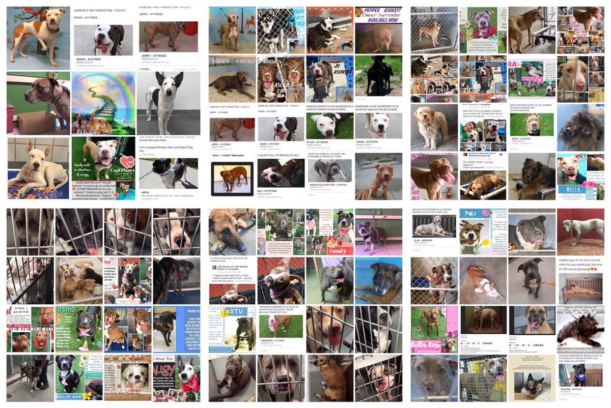 ChaseAndCutie's tweet photo. 88 Angels #Murdered! #Killed! No one came! We failed you! #ImSorry #Heartbreaking #NoOneCame #FailedByHumans #Why #Sad #RIP #YouMattered https://t.co/nM0gCLKHdX