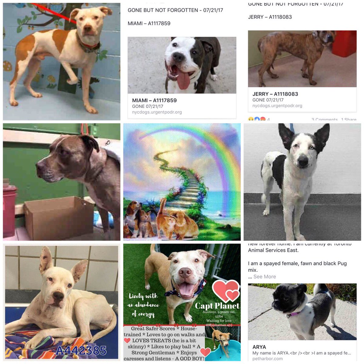 ChaseAndCutie's tweet photo. Enlarge. All #Murdered! #Killed! No one came! We failed you! #ImSorry #Heartbreaking #NoOneCame #FailedByHumans #Why #Sad #RIP #YouMattered https://t.co/Kqjqd8MvEi