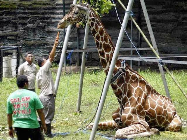 efoulon1's tweet photo. Le zoo de Lujan drogue et enchaine les animaux qui finissent par mourir de dépression pr qq photos douteuses avec les touristes #Argentine https://t.co/vP1YRc9erK
