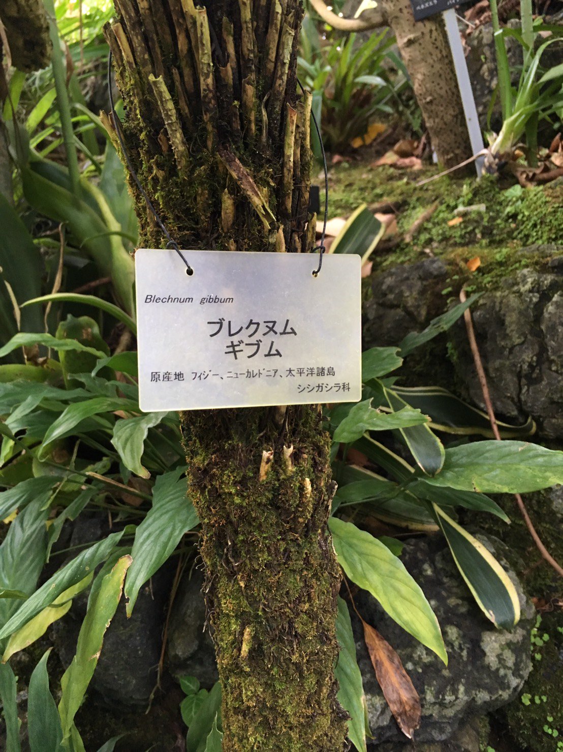 せるこ そういえばこの前植物園行ったら厨二心をくすぐるクソかっこいい名前とか見た目の植物がもりもりあったよ 植物の名前って かっこいいね T Co P3ehdtnhsx Twitter