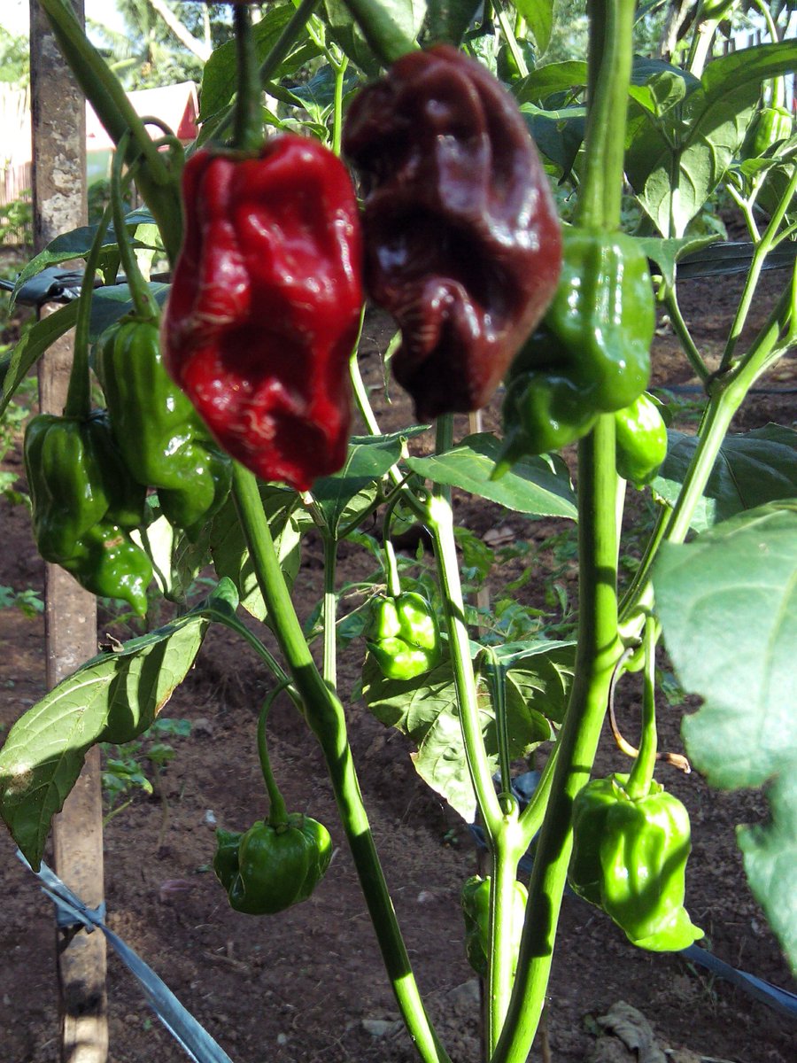 Chean2008's tweet photo. First pods of ButchT Scorpion, rednchoco. Might as well call it PsychoChoco. A pure military grade pepper. I wont mess with this one again. https://t.co/9kdoVHnHlo