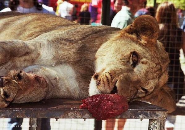 Le zoo de Lujan drogue et enchaine les animaux qui finissent par mourir de dépression pr qq photos douteuses avec les touristes #Argentine