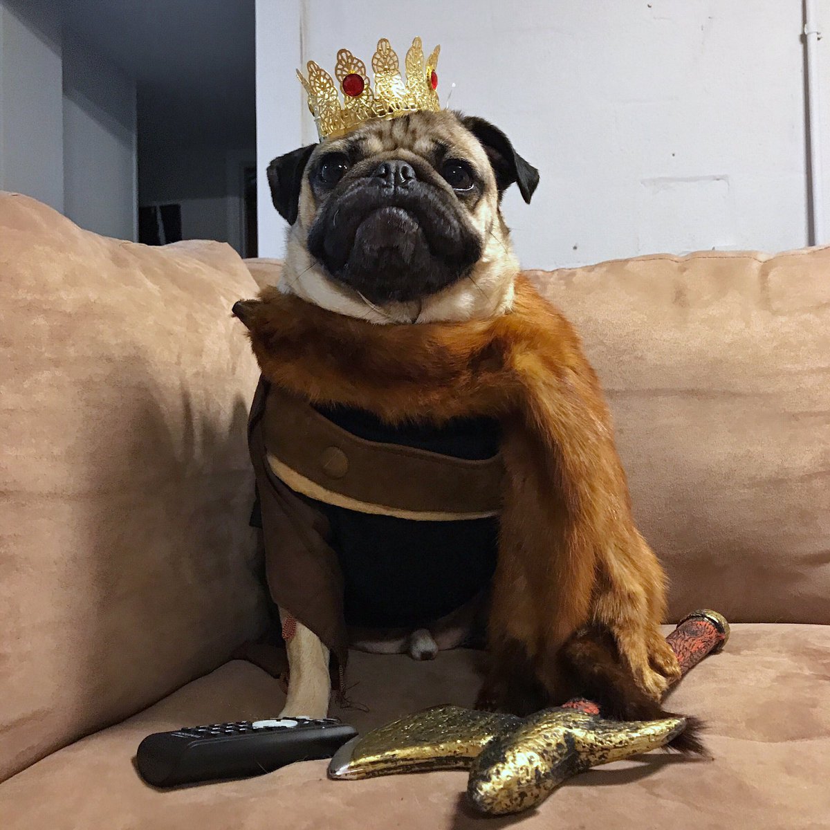 I never miss an episode of Pug of Thrones