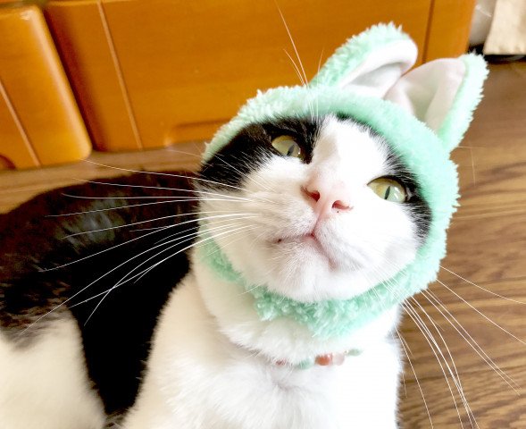 nekojirushi_cat's tweet photo. ドヤ
https://t.co/B5GLk42uf3
#cat #猫 #写真 #Cyute https://t.co/1i7javIeKP