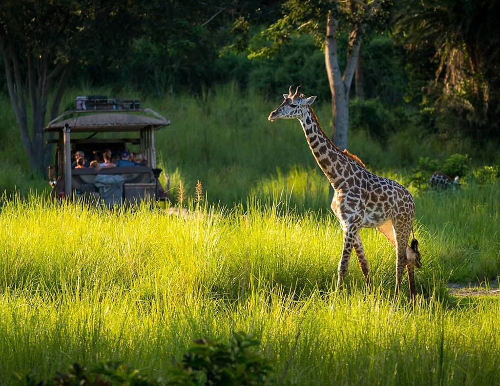 jeffkrause1's tweet photo. Sunset Walk #safari #animalkingdom #giraffe #wdw #Disney #disneyworld #Themepark  #DisneyGram #iger_orlando #iger_… https://t.co/7XRGu8VeBw https://t.co/hHYVjjwYx1