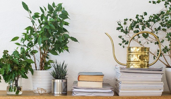 CMollRealtor's tweet photo. Houseplants aren't just beautiful, they're also healthy for your home. Tips for creating an indoor sanctuary: https://t.co/5iGxHsg5SC https://t.co/KIYxJVo4ic