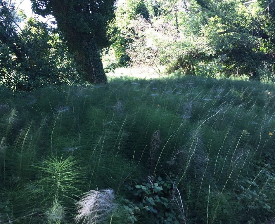 OraBio2018's tweet photo. Ciò che la natura vuole dall'uomo sta scritto in ognuno, in me e in te (H.E)…#softness #nature #abruzzo #love #fie… https://t.co/y9tro59dQ8 https://t.co/2Us0vsraB0