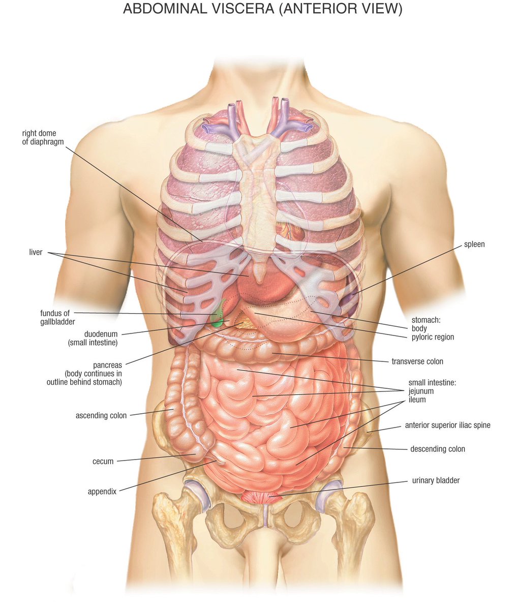 scriptmedic's tweet image. "The Writer's Guide to Abdominal Trauma Part 1: What's In There Anyway?" #posts #writingreference #amwriting buff.ly/2wyng0N