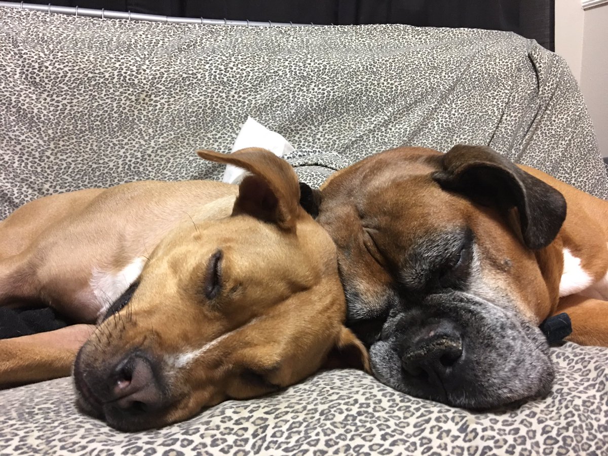 IFBB_PRO_Janeen's tweet photo. My little fur babies melt my heart!! https://t.co/sjdXxWEPdX
