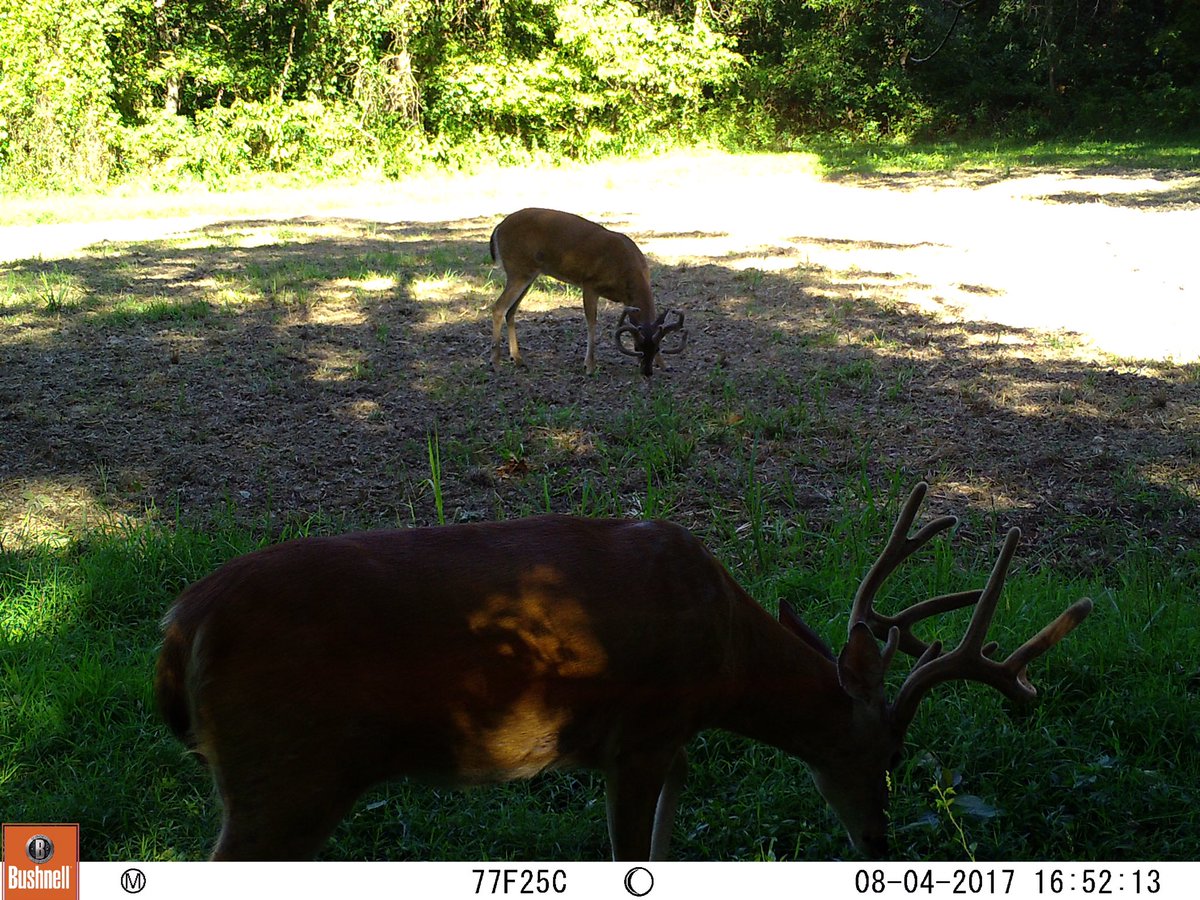 RealDeerCamp's tweet photo. We've named this tall 9 point with a split left G2, Curly, and he sure loves him some #trophyrock! #buck #deerhunting #trailcam #deer #hunt https://t.co/CkqlglWoBa