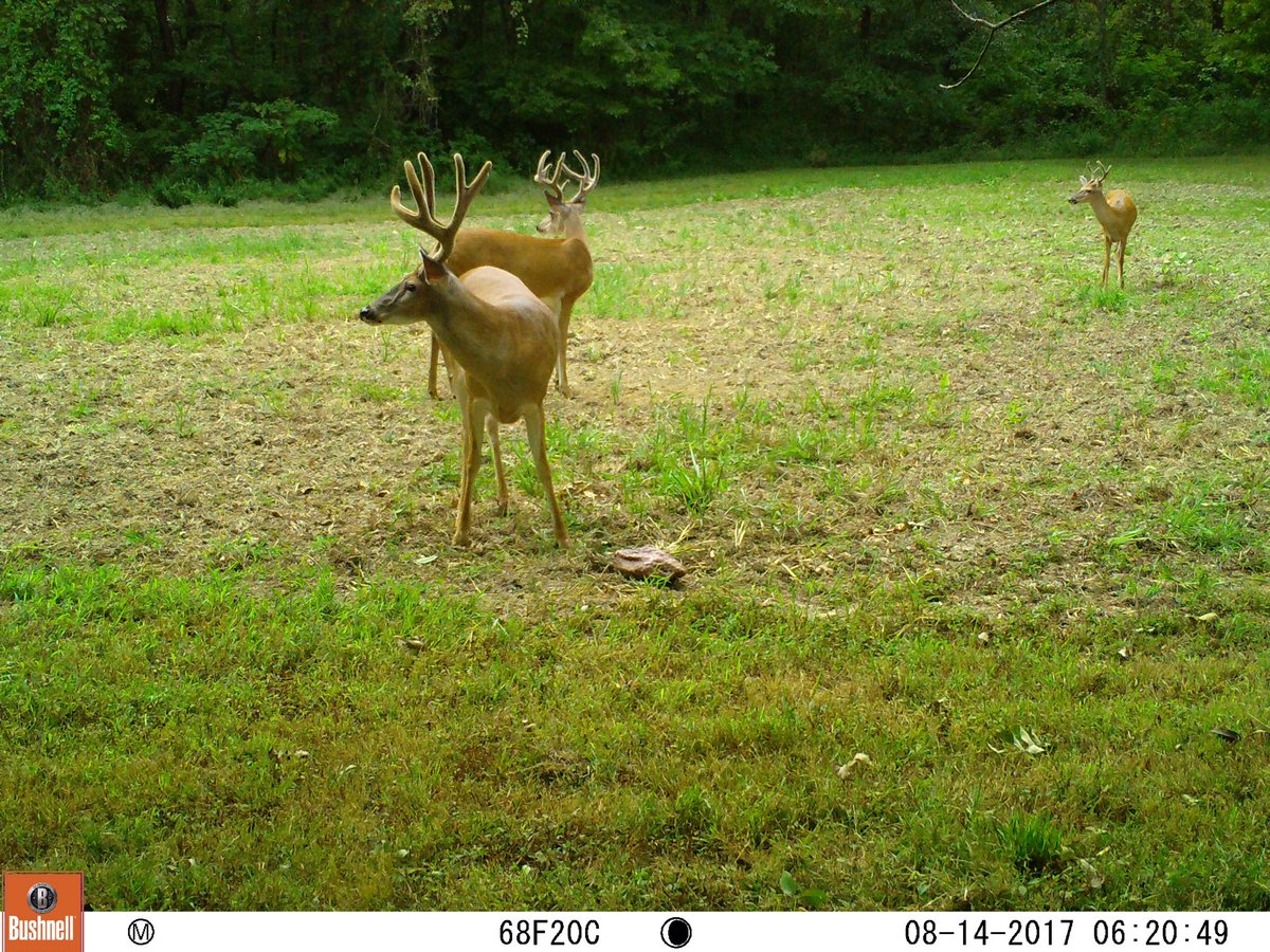 RealDeerCamp's tweet photo. We've named this tall 9 point with a split left G2, Curly, and he sure loves him some #trophyrock! #buck #deerhunting #trailcam #deer #hunt https://t.co/CkqlglWoBa