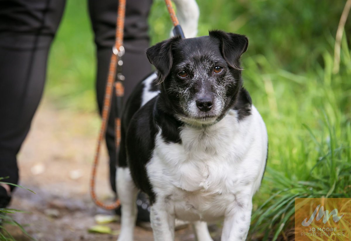 SPCAWgtn's tweet photo. I'm Jack, a sweet soul looking for someone to love me. https://t.co/6d4JorD3GO https://t.co/LZH8D4nPuq