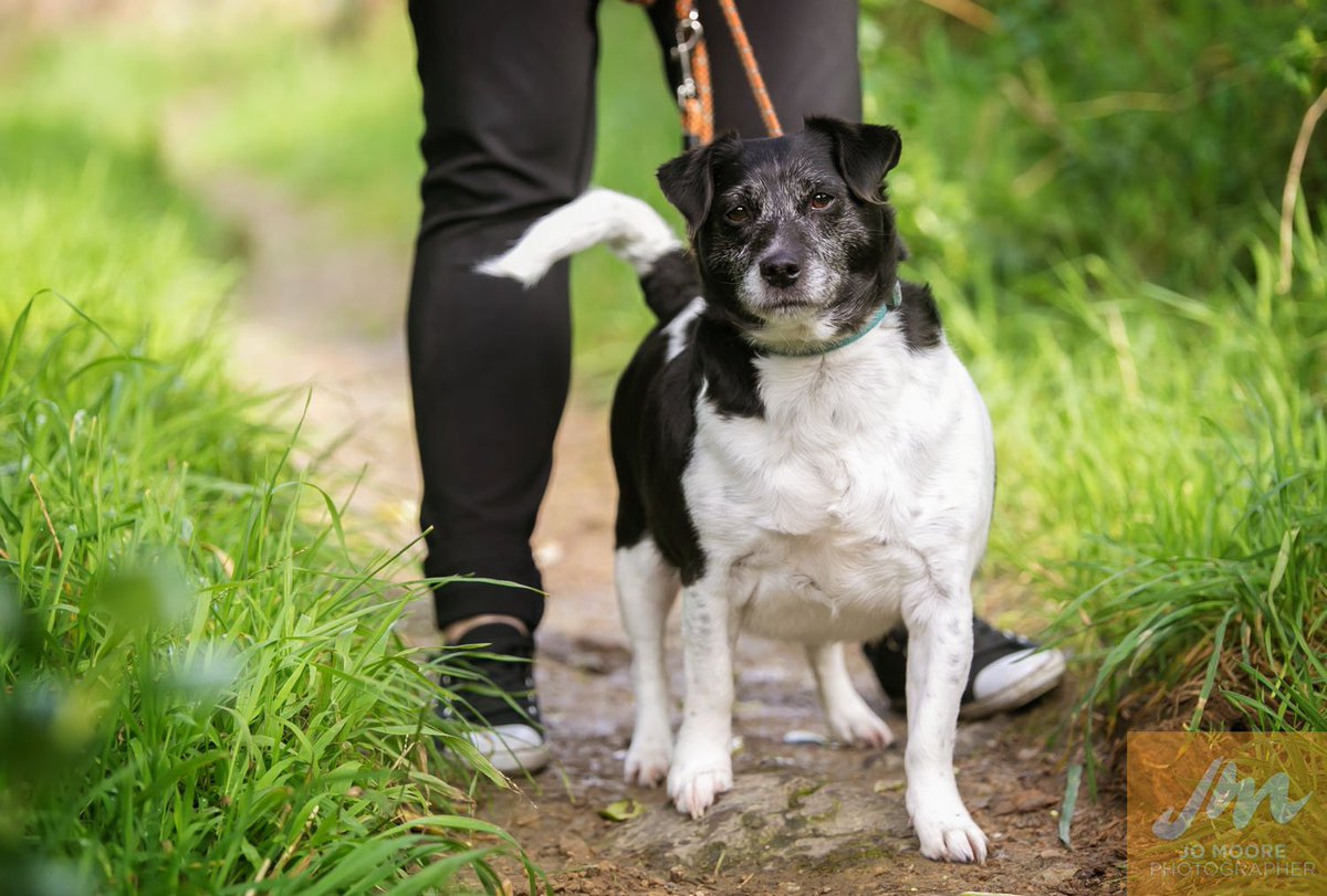 I'm Jack, a sweet soul looking for someone to love me. ow.ly/RXEu30eIkGT