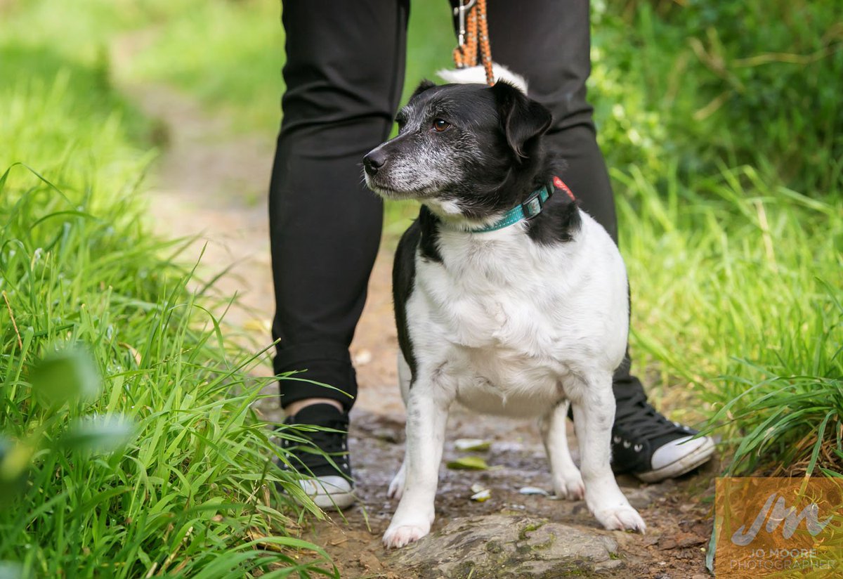 SPCAWgtn's tweet photo. I'm Jack, a sweet soul looking for someone to love me. https://t.co/6d4JorD3GO https://t.co/LZH8D4nPuq