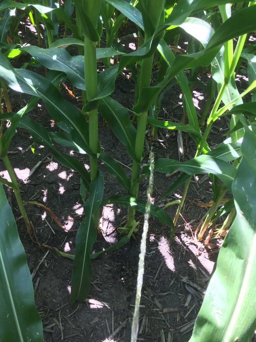 PlacesToPee's tweet photo. In a corn field! https://t.co/zux6vetfQk