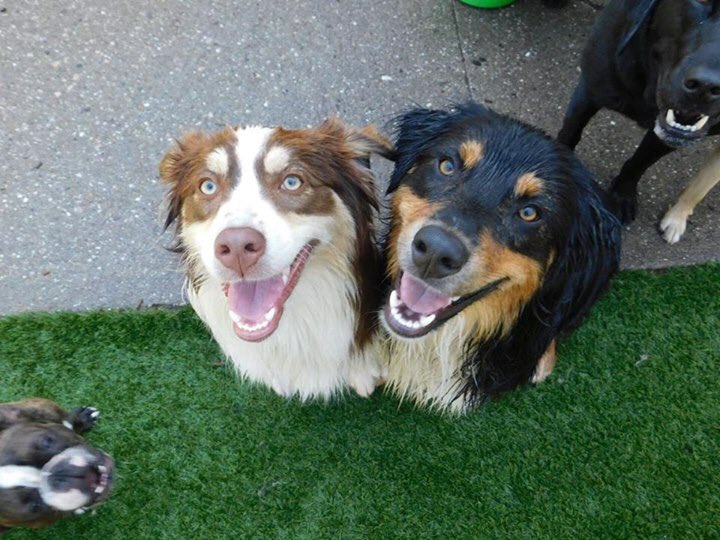 jacquelynn_19's tweet photo. Happy #nationaldogsday ❤️ miss these little loves already https://t.co/ieM4oDW29L