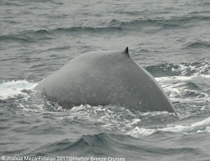 We found #Blue #Whales and #Dolphins today / #WhaleWatch at 12p &amp; 3:30p tickets.harbor-cruises.com