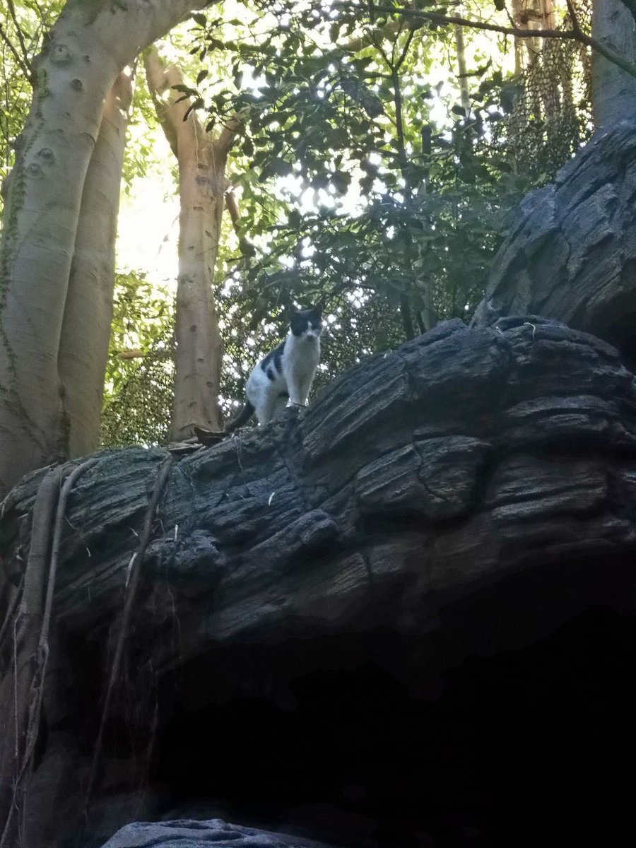 .<a href="/TheEricGoldman/">Eric Goldman</a> spotted this kitty guarding the entrance of the Indiana Jones ride at Disneyland yesterday!