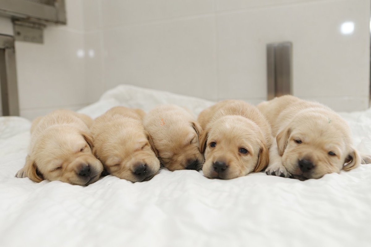 MydognSamsung's tweet photo. [안내견]이넘들 귀여움의 끝은 당췌 어디까지인지ㅜㅜ 'ㄷ'자 5남매가 무럭무럭 자라고 있답니다 ~~ 천천히크면 안될까??^^;; https://t.co/2iI0sZ9CLU