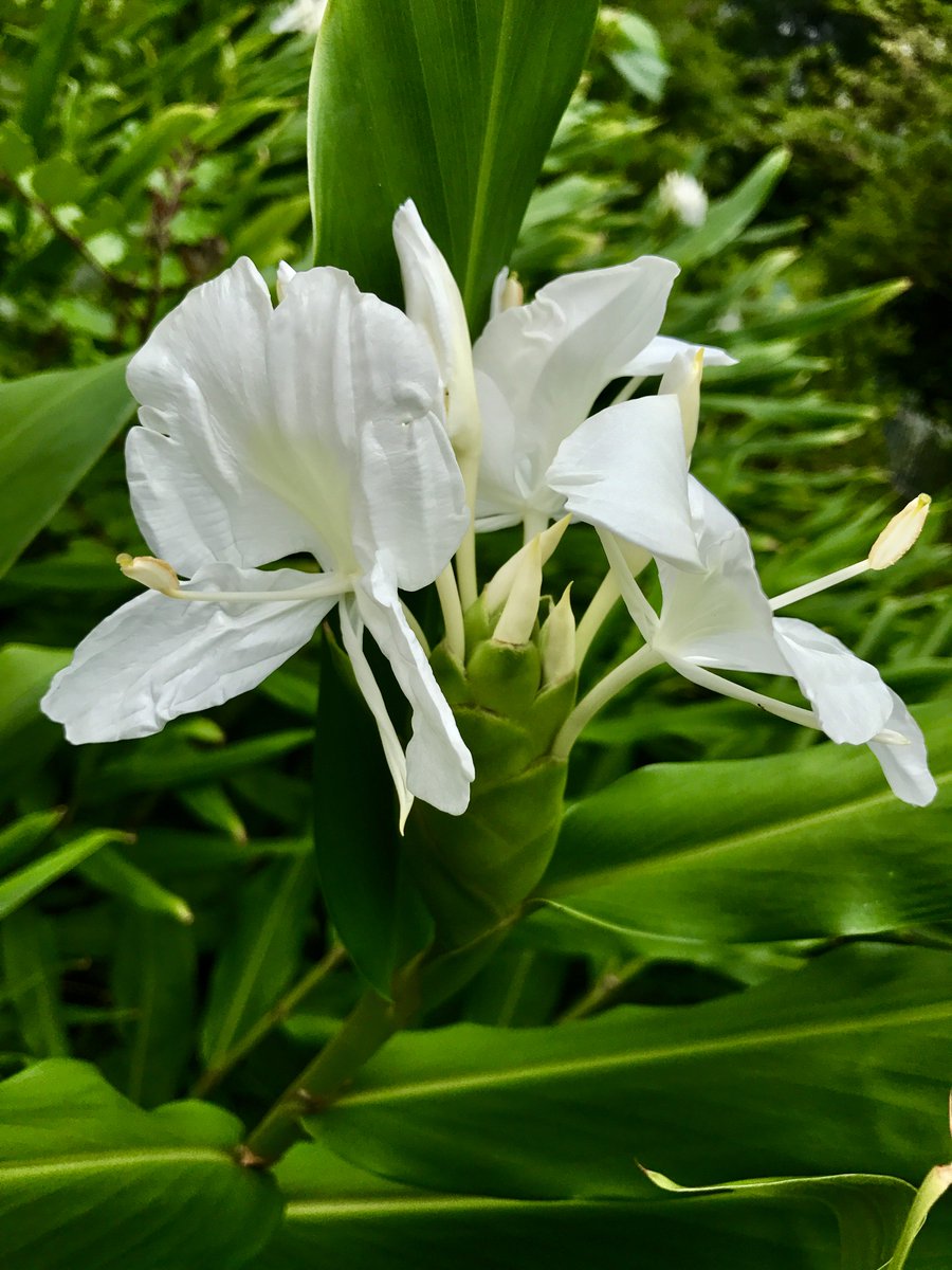 福岡大学 V Twitter 七隈花便り 81 ハナシュクシャ 花縮紗 Ginger Lily 英名からジンジャーとも呼ばれるが 生姜の花 ではない 夕方に香り豊かな白い花を咲かせる 園芸品種にはオレンジ色も インド マレー半島原産 江戸時代に渡来 九州や沖縄では野生化 福岡