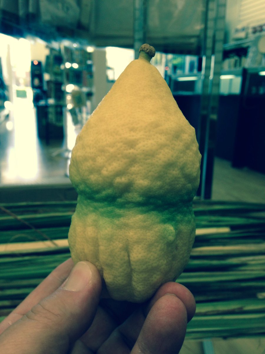 hwolf0's tweet image. Order your lulav and etrog today. lonestarjudaica.com