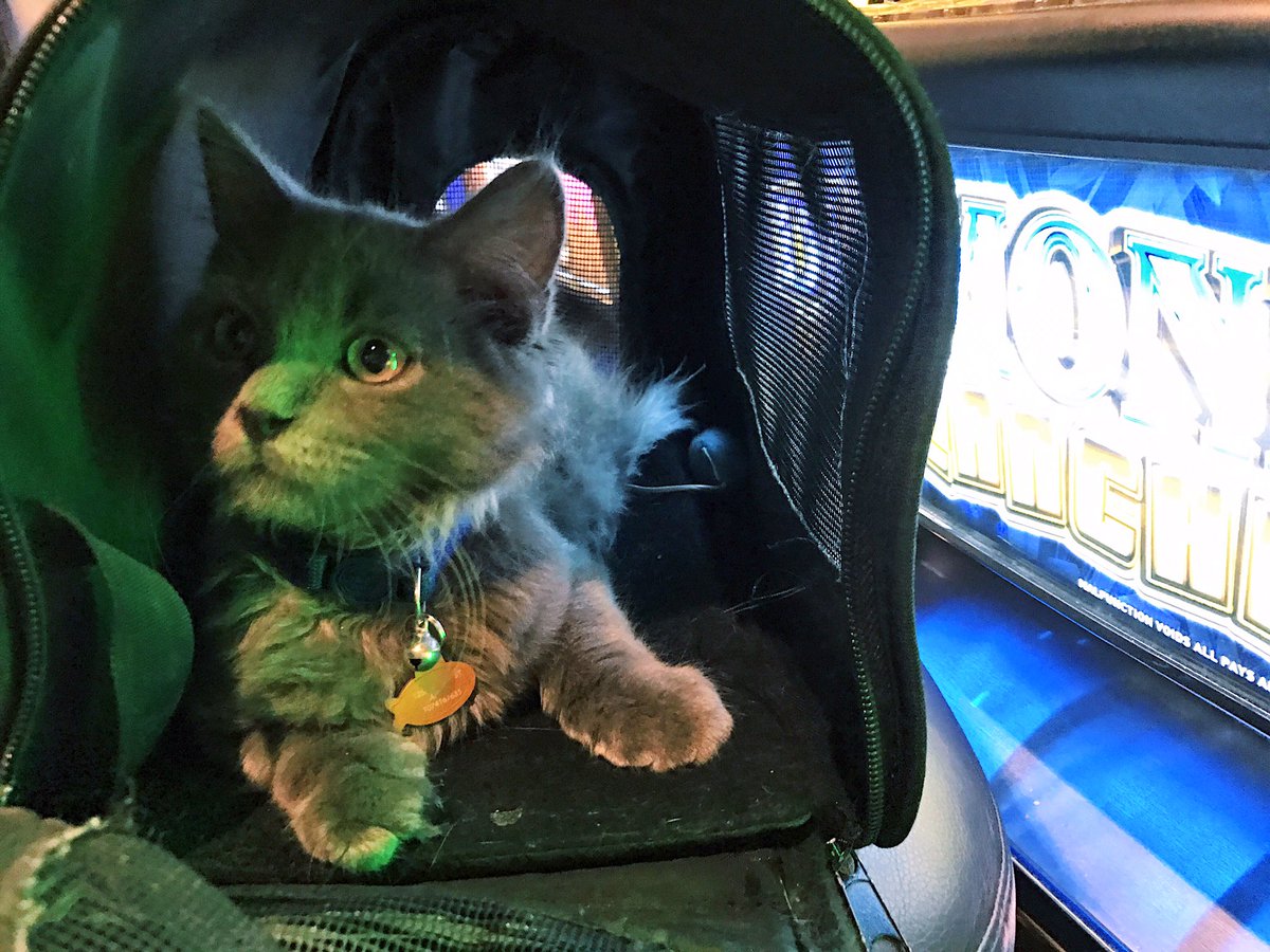 Thenamesbina's tweet photo. Do you ever drive past a casino and wanna try and win money but you have your cat in the car with you so you take him inside? Because same https://t.co/2GhzJqu4RI