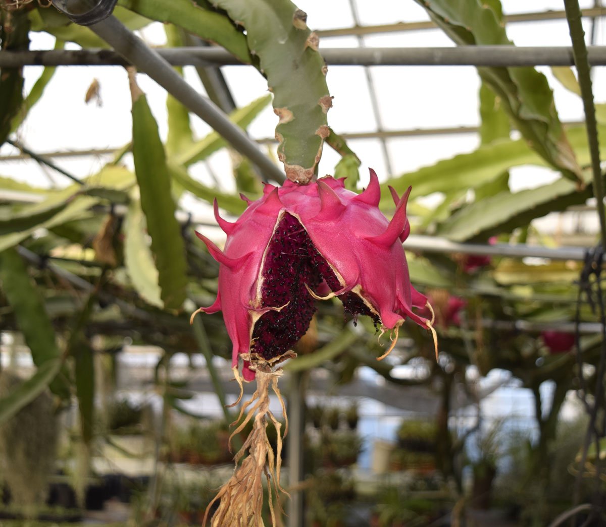 株 国華園 公式 Twitter પર 完熟するとパックンモンスター的外見になるドラゴンフルーツですが 花は白く美しいです 月下美人みたいな妖艶な 花を咲かせてくれます とってもきれいですよ ちなみに大人の手のひらより大きな花です ちなみに異品種を混植しないと