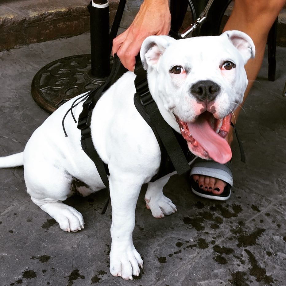 SonomaPub's tweet photo. Alice is feeling the heat today! #murphys #dogsofmurphys #dogsofsonoma #dogfriendly #sonoma #sonomapub https://t.co/9363JMrpUh