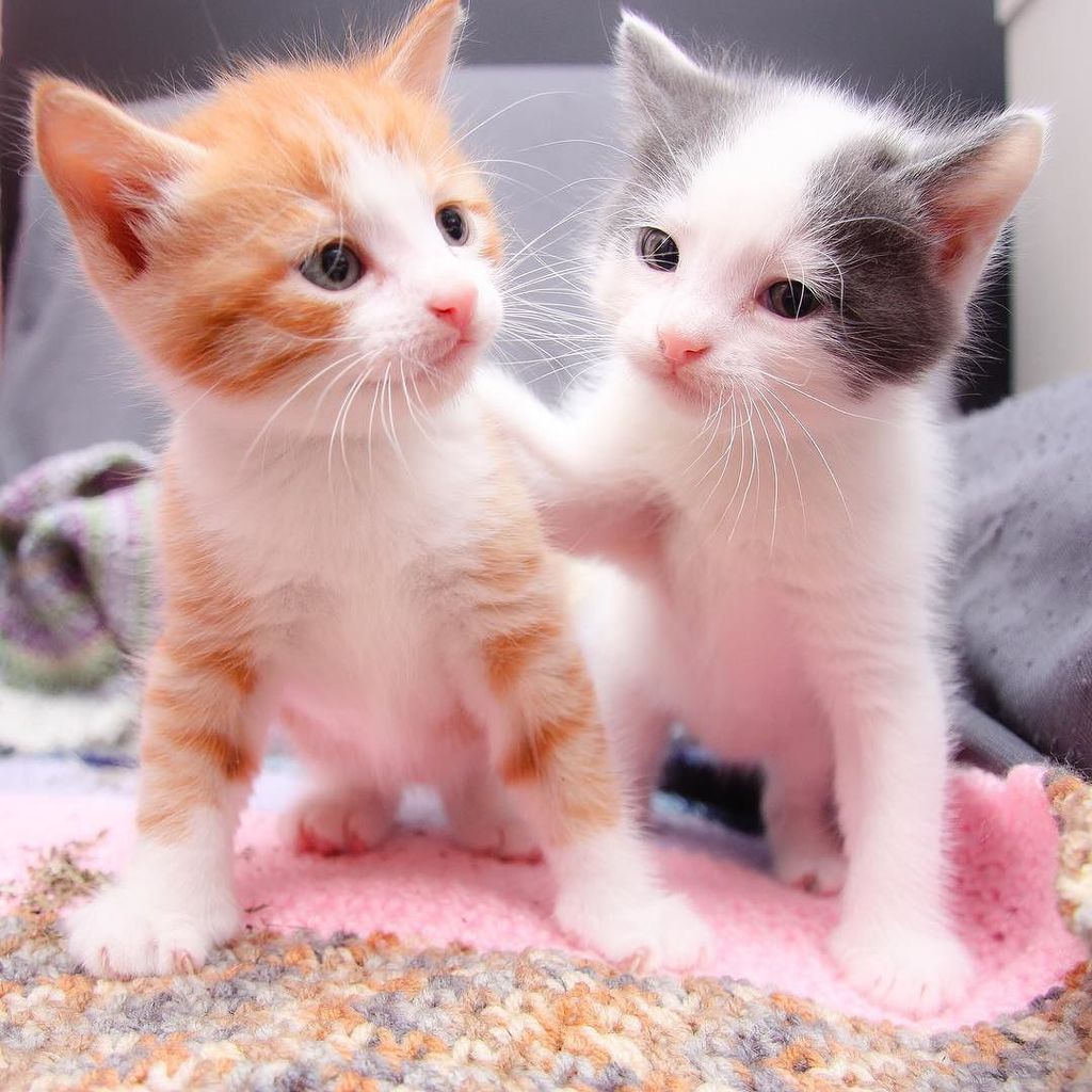 ThisOldCatHouse's tweet photo. OK, that was pretty good. This time, remember to kick with the back feet while you grab with the front. #kittensof… https://t.co/9Ra6Yd8Nnj https://t.co/tr3Ybcing9