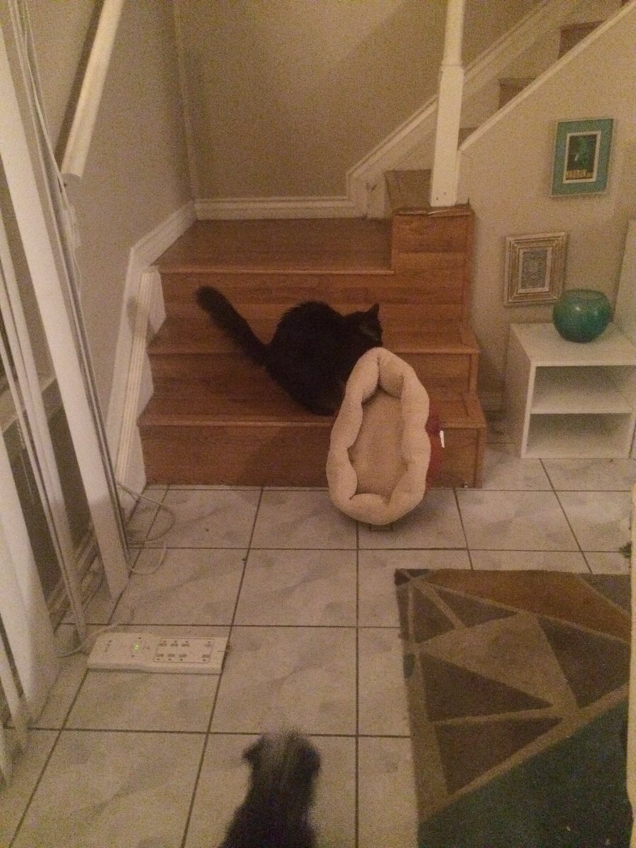 bedsafely's tweet photo. I got a Ham a new bed and set it down while I unloaded groceries. You're welcome, I guess. Bye. https://t.co/xF0KCxMyRw