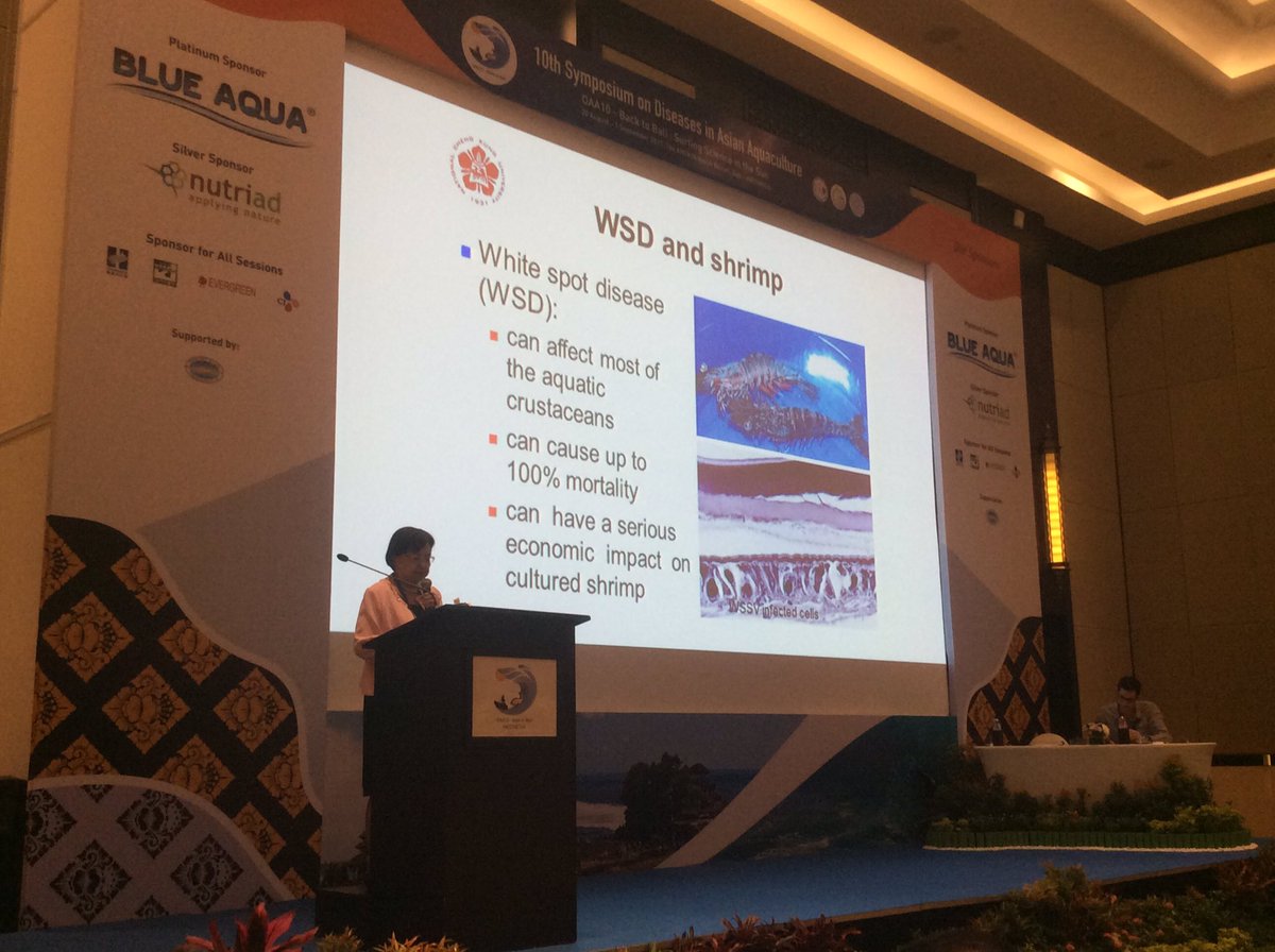 Grace Lo on exciting news of #wssv #resistant Penaeus monodon #shrimp families; prospects for reducing impact of pathogen in #aquaculture