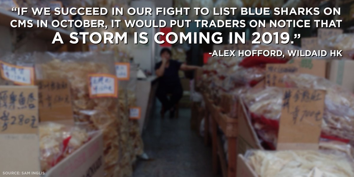 ADMCapFound's tweet photo. #HK #sharkfin traders could be dealt devastating blow if #blueshark receives higher protection status under @CITES https://t.co/DoOQxUMEts https://t.co/9vkALbIc9V