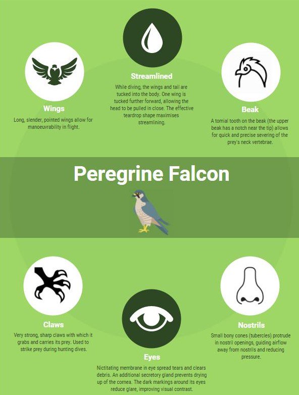 aigtapodcast's tweet photo. Incredibly cool features of the peregrine falcon...
#birdsofprey #infographics #birdflight #fastanimals https://t.co/eqVOCGk1O6
