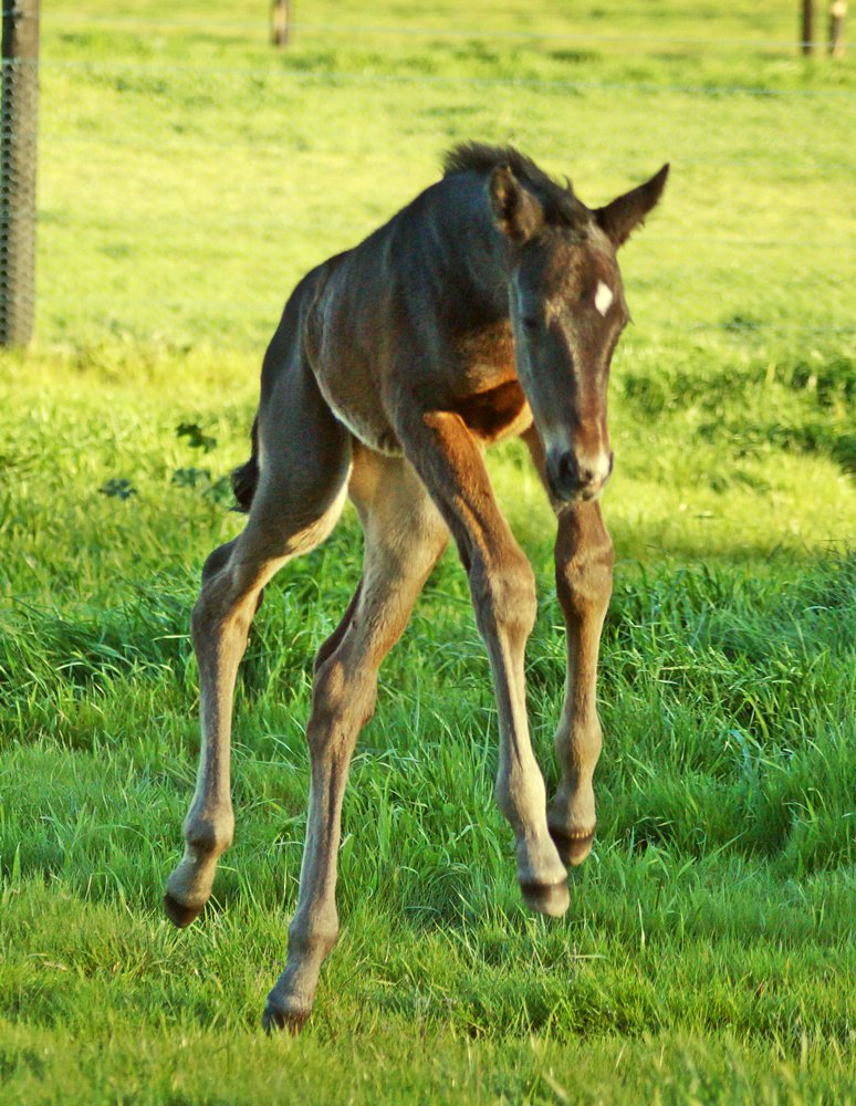 vicbreeders's tweet photo. Kick starting the TBV Foal Gallery comp with this @NoorilimPark beauty! Stay tuned for major prize announcements
https://t.co/xm2tN9SwrM https://t.co/aWfAv9Un15
