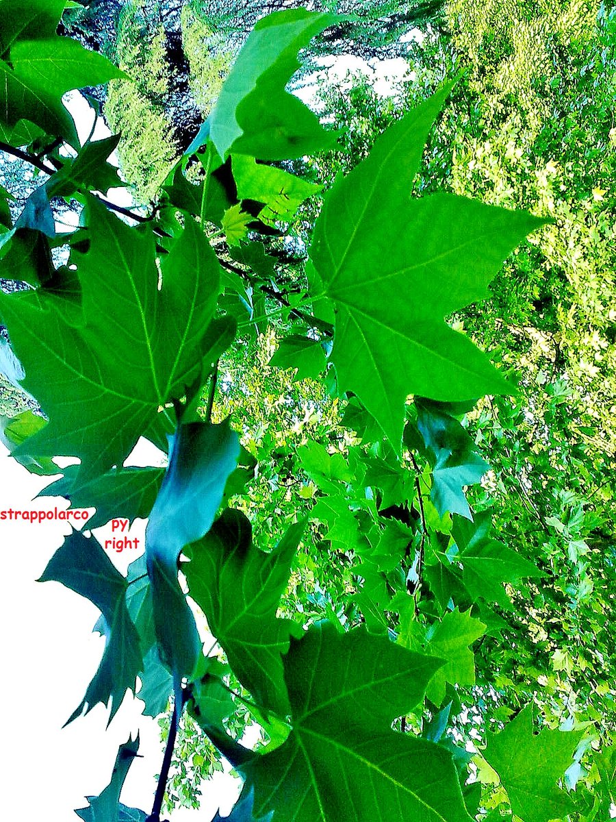 strappolarco's tweet photo. #ConIlVerde ci si illude
di appartenere a quella natura
che regolarmenteStupriamo senz'alcunRitegno. https://t.co/wzQpFcILIm