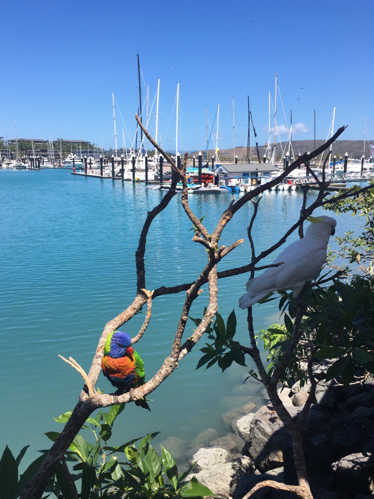 m_merewether's tweet image. Breakfast friends at Hamilton Island #travellerAU