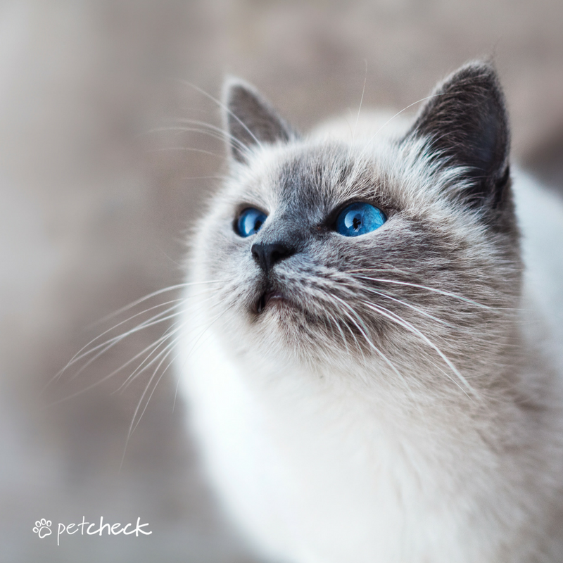 petcheckit's tweet photo. If your #cat doesn't go crazy for #catnip, try silver vine, tatarian honeysuckle, valerian root. Learn more at https://t.co/9fo90dfnWu #pet https://t.co/lTsv3tzkBT